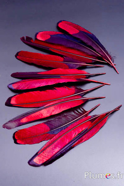 Faisan Swinhoe - 17-20 cm - noir-carmin